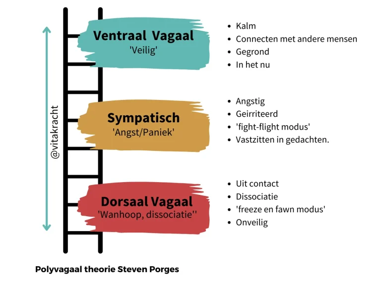 Polyvagaaltheorie-uitleg